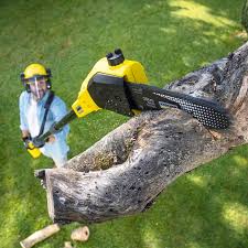 Best Lawn Mowing  in USA